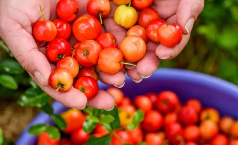 Prirodni vitamin C iz camu camu i acerola ploda u rukama